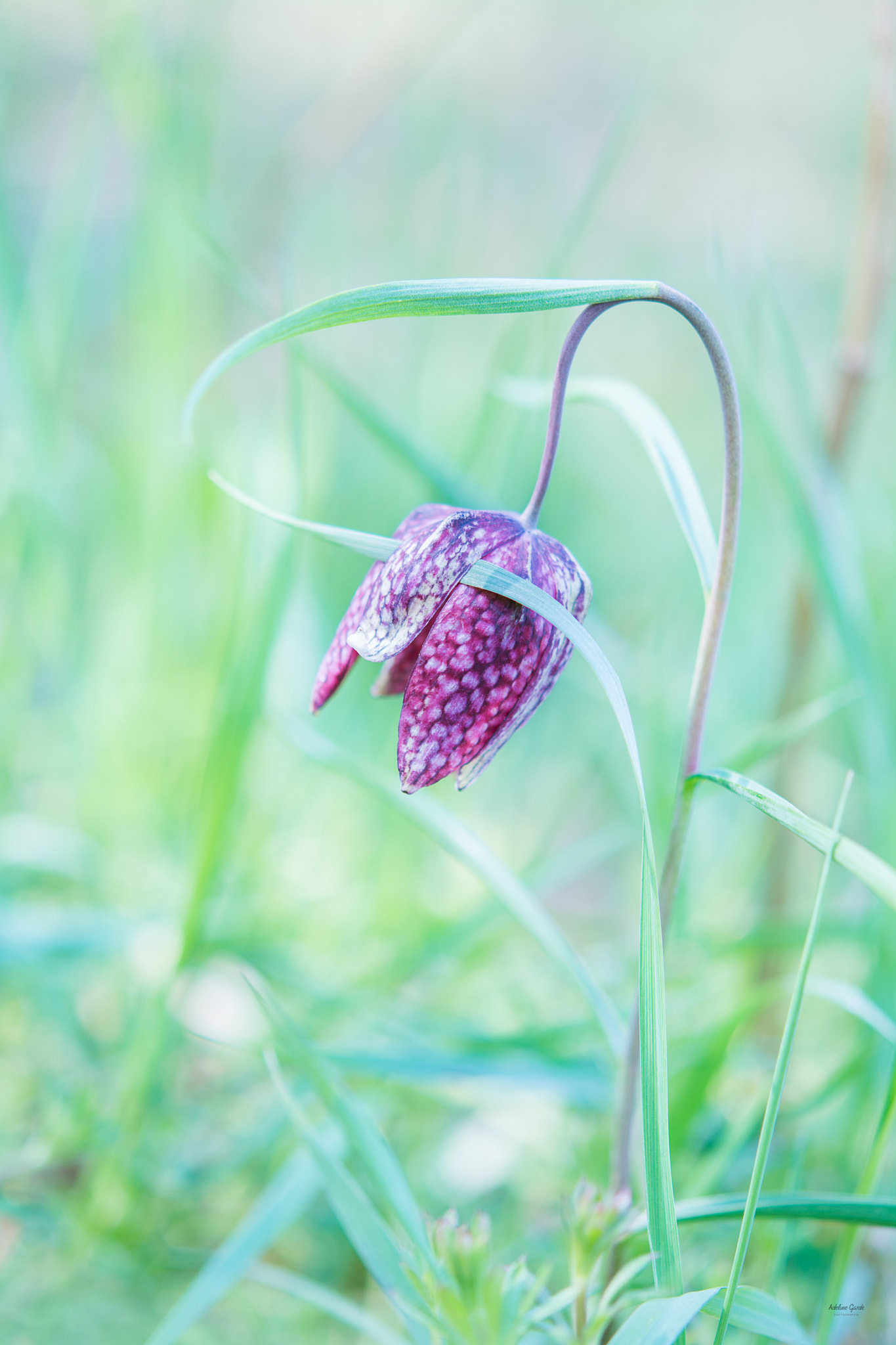 Nikon AF-S Micro-Nikkor 60mm F2.8G ED sample photo. Kevin remet sa meche rebelle! photography