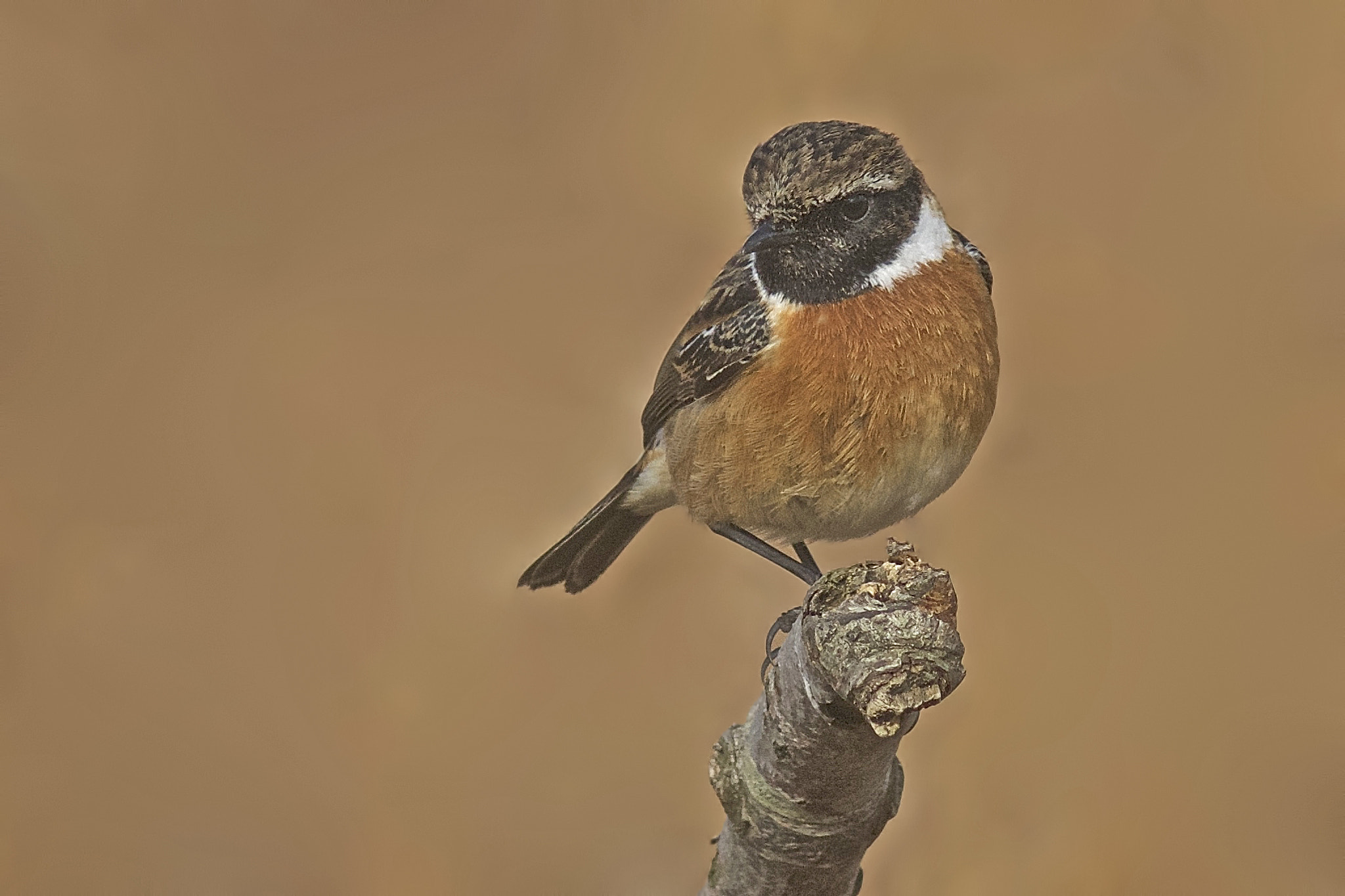 Sony ILCA-77M2 + Tamron SP 24-70mm F2.8 Di VC USD sample photo. Stonechat photography