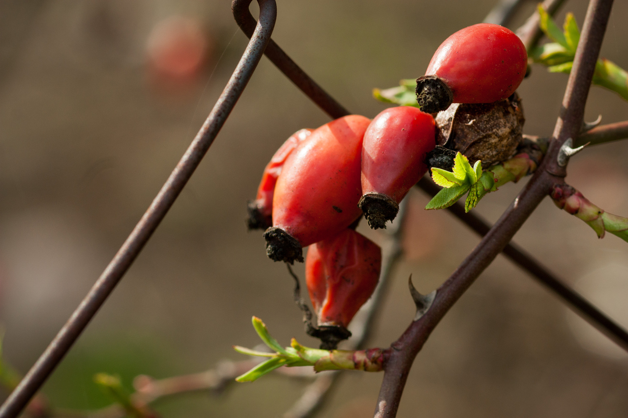 Canon EOS 450D (EOS Rebel XSi / EOS Kiss X2) + Canon EF 100mm F2.8 Macro USM sample photo. Rosehips photography