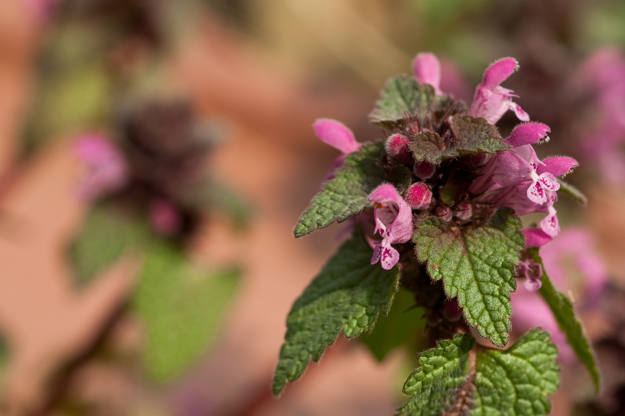 Canon EOS 450D (EOS Rebel XSi / EOS Kiss X2) + Canon EF 100mm F2.8 Macro USM sample photo. Lamium purpureum photography