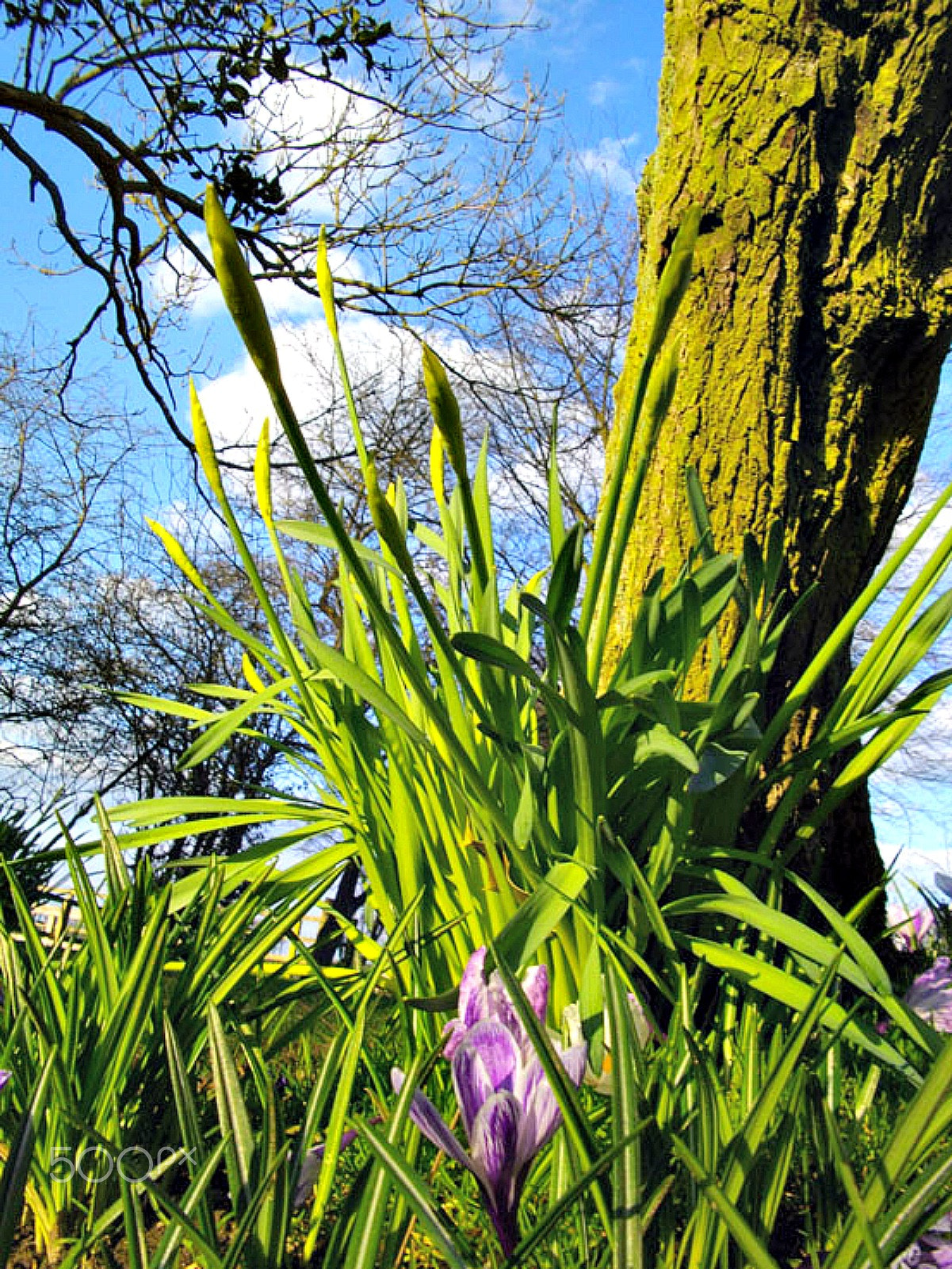 Pentax Optio E60 sample photo. The crocus by the tree photography