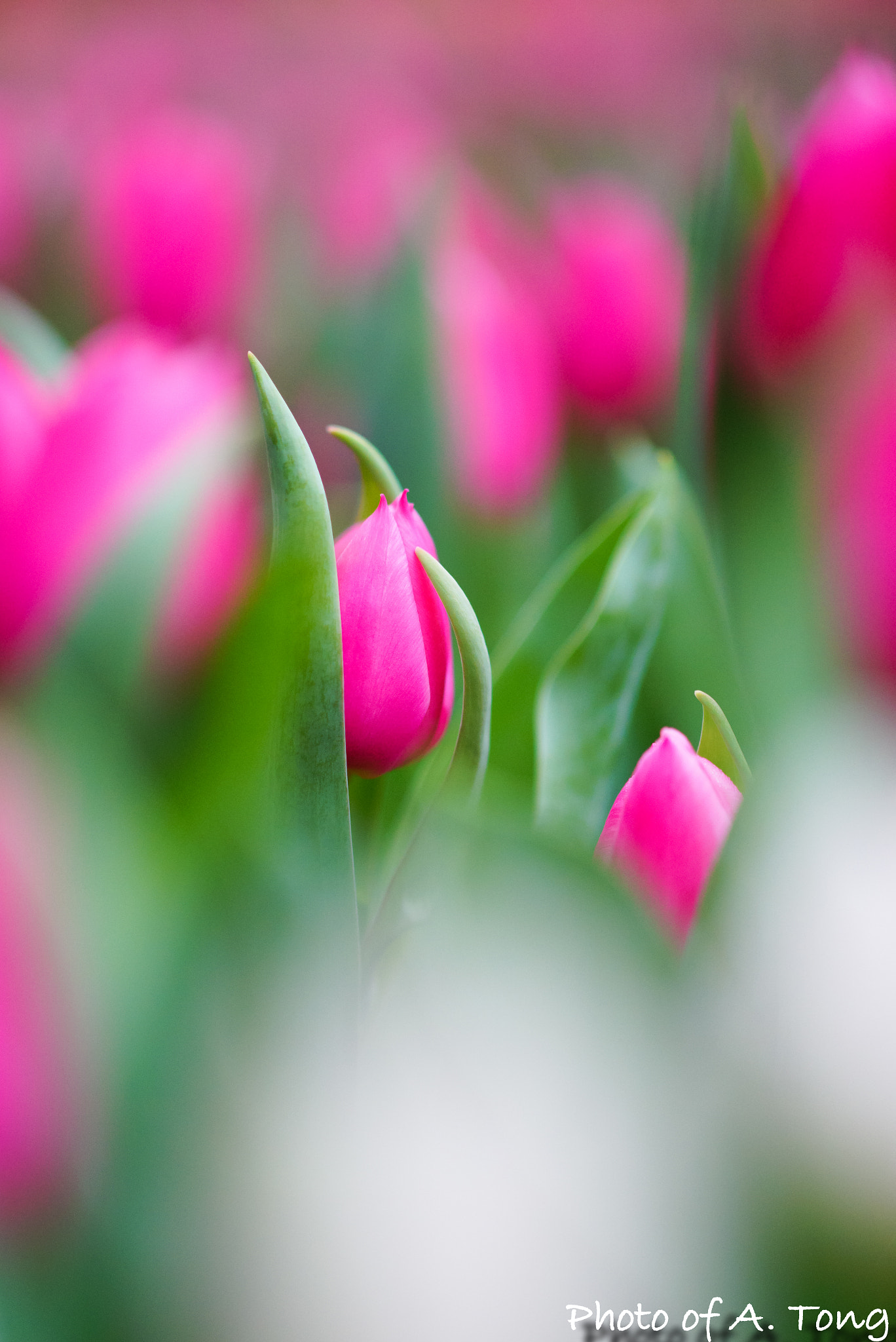 Sony Sonnar T* 135mm F1.8 ZA sample photo