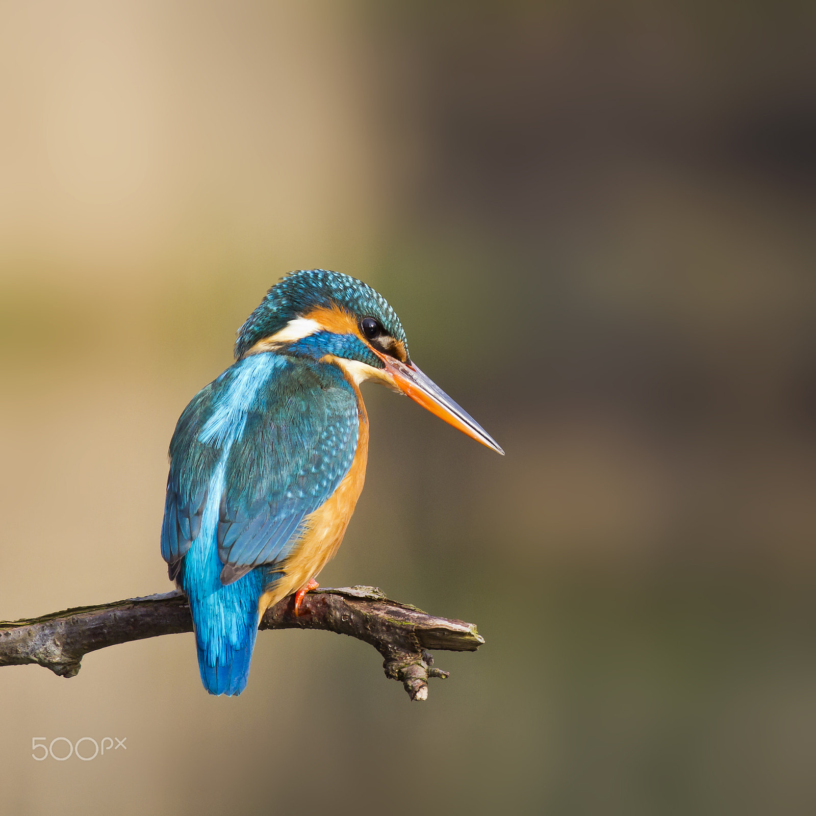 Canon EF 70-200mm F4L IS USM sample photo. Kingfisher photography