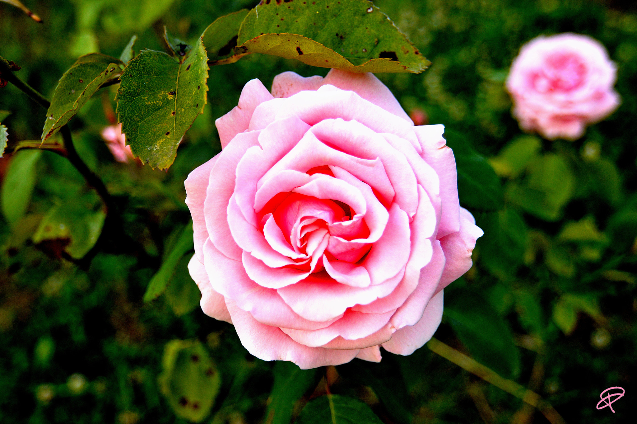 Nikon D3200 + Tokina AT-X Pro 12-24mm F4 (IF) DX sample photo. ...this rose is for you... photography