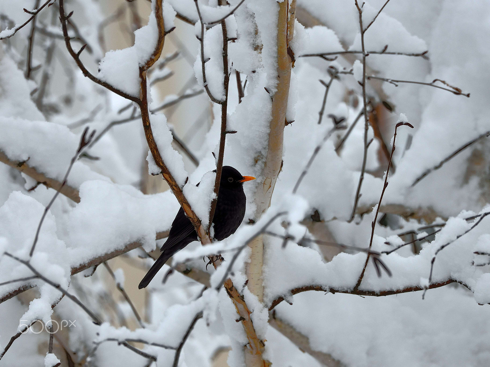 Nikon D600 sample photo. Waiting for spring photography