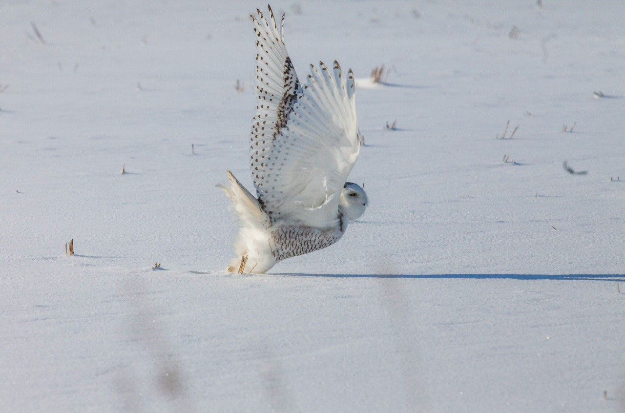 Canon EOS 5D Mark II + Canon EF 70-200mm F2.8L IS USM sample photo. Snowy owl photography