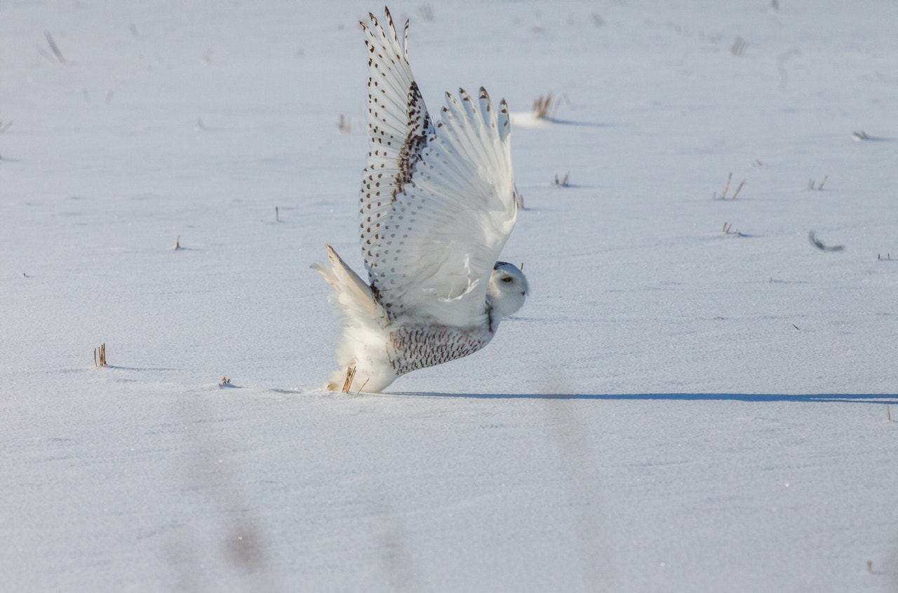 Canon EF 70-200mm F2.8L IS USM sample photo. Snowy owl photography
