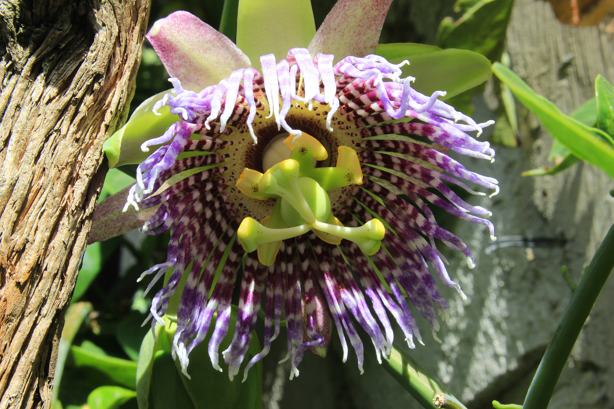 Canon EF-S 18-55mm F3.5-5.6 sample photo. Passion fruit flower photography