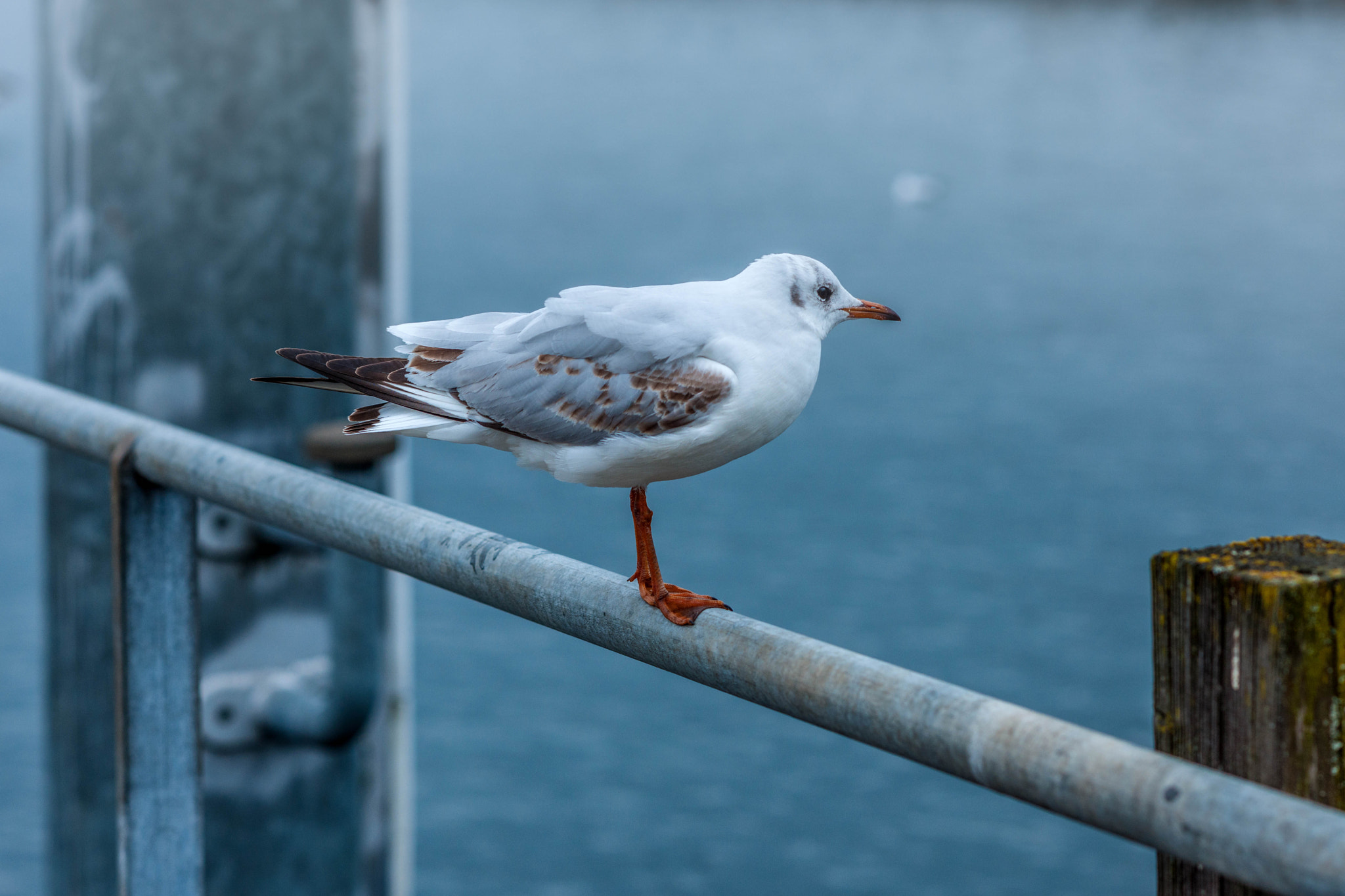 Nikon D3X + Nikon AF Nikkor 105mm F2D DC sample photo. Foggy seaside bird watching photography