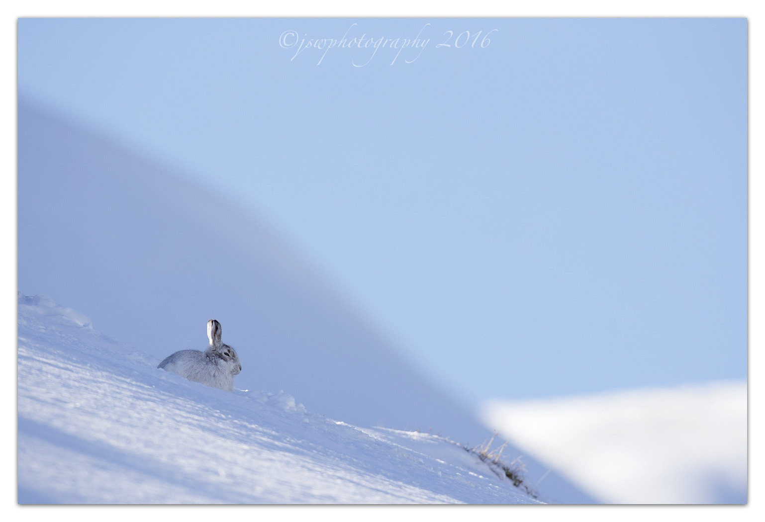 Canon EOS-1D X + Canon EF 600mm f/4L IS sample photo. Mountain hare photography