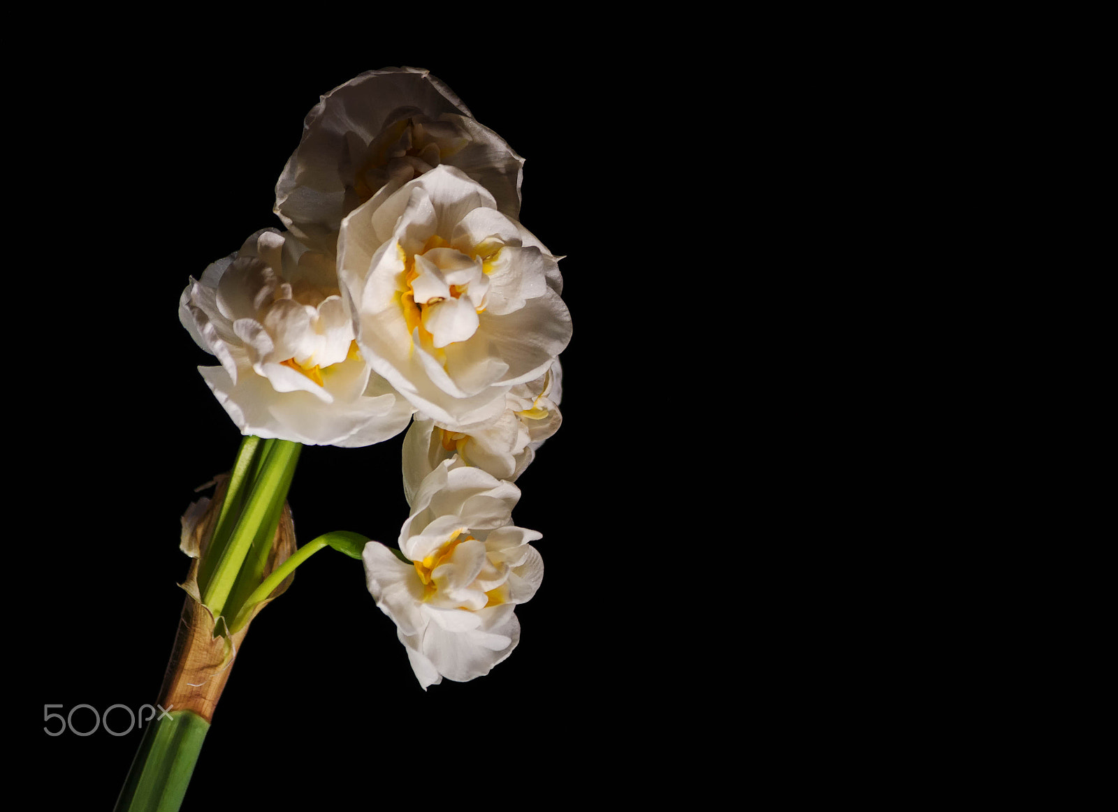 Pentax smc DA 50-200mm F4-5.6 ED WR sample photo. Bridal crown in harsh light photography