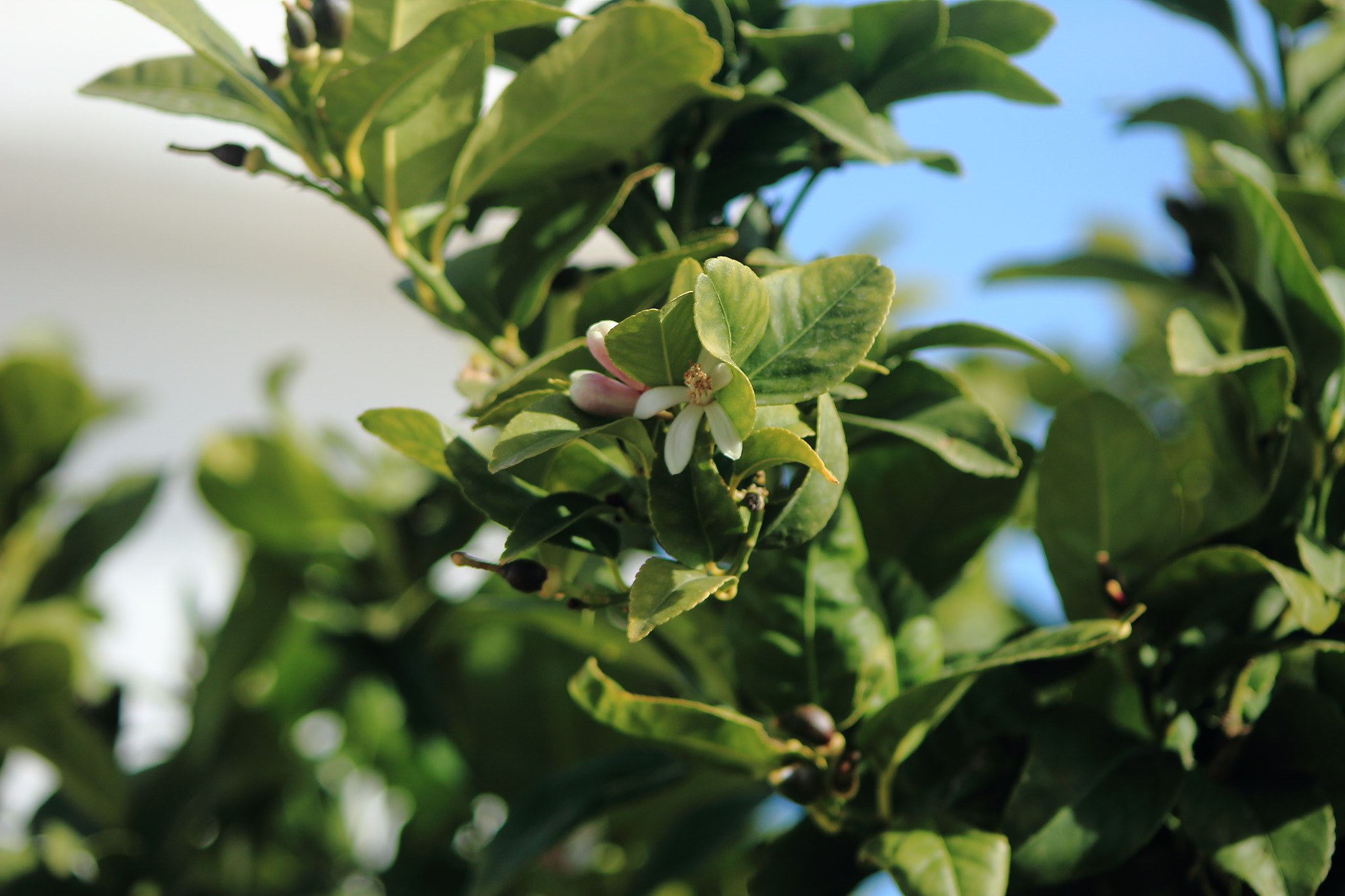 Canon EF 90-300mm F4.5-5.6 sample photo