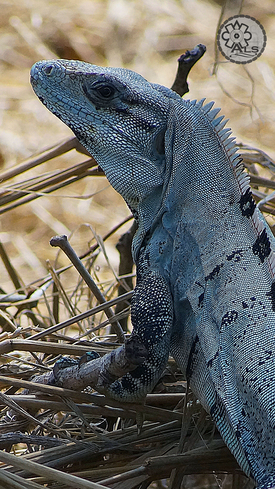 Sony 75-300mm F4.5-5.6 sample photo. Copy photography