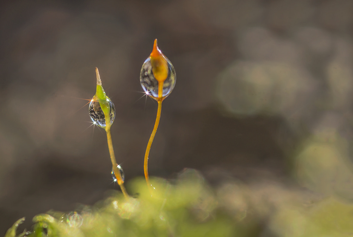 Sony SLT-A58 + Sigma 30mm F1.4 EX DC HSM sample photo. Macro drop photography