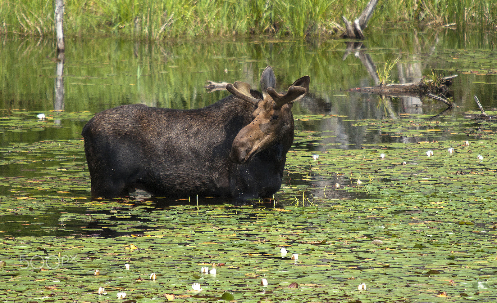 Canon EOS 5D Mark II + Canon EF 70-200mm F2.8L IS USM sample photo. Moose photography