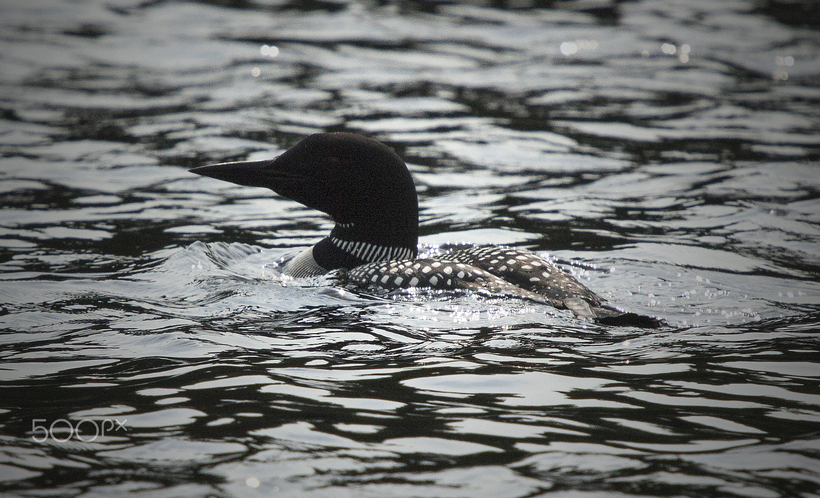 Canon EOS 5D Mark II + Canon EF 70-200mm F2.8L IS USM sample photo. Loon photography