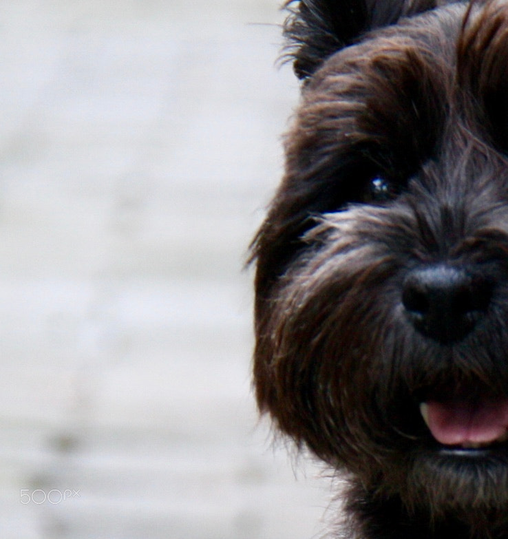 Canon EOS 1000D (EOS Digital Rebel XS / EOS Kiss F) sample photo. Teddy bear face photography