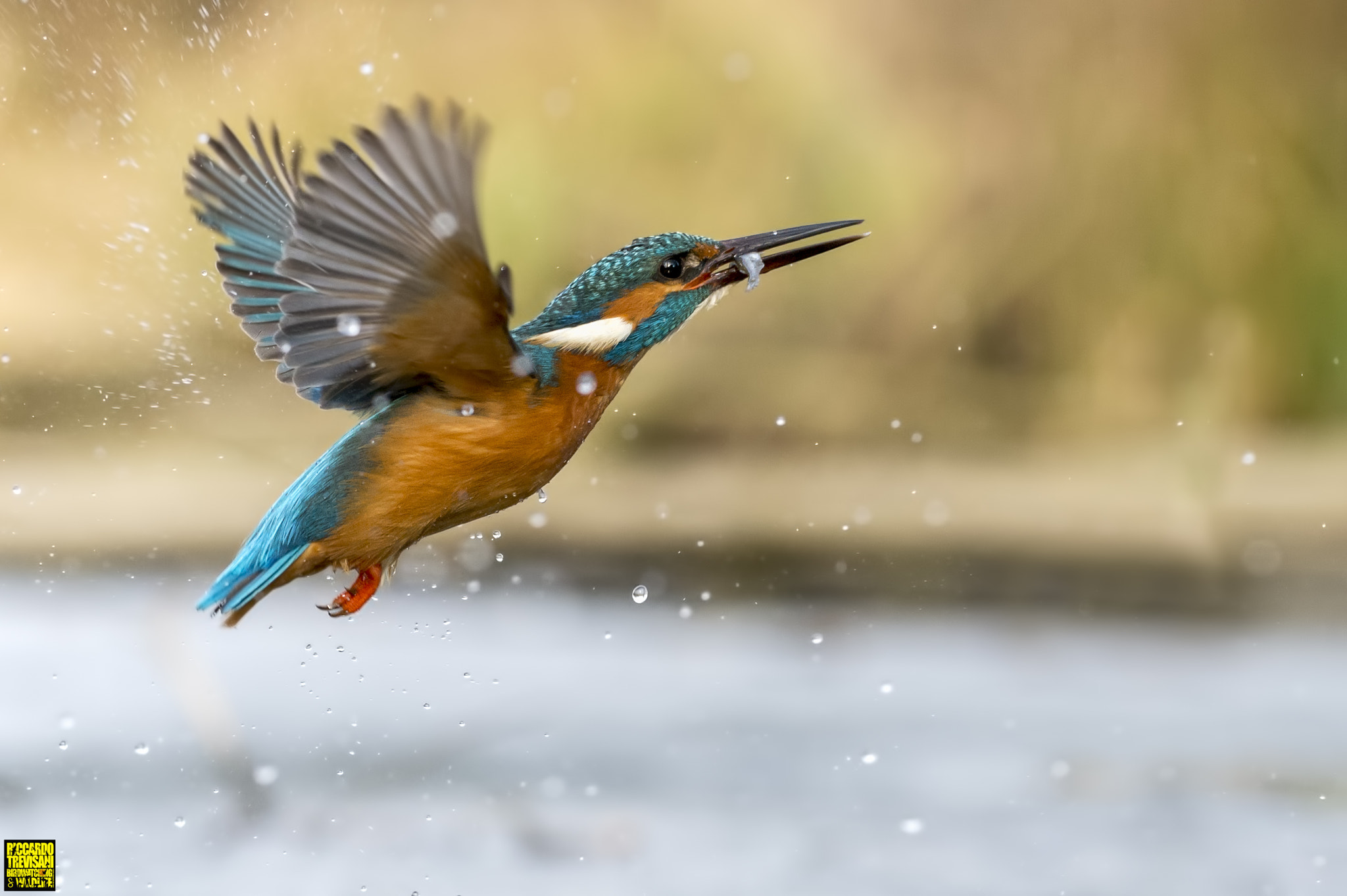 Nikon AF-S Nikkor 70-200mm F4G ED VR sample photo. Kingfisher photography