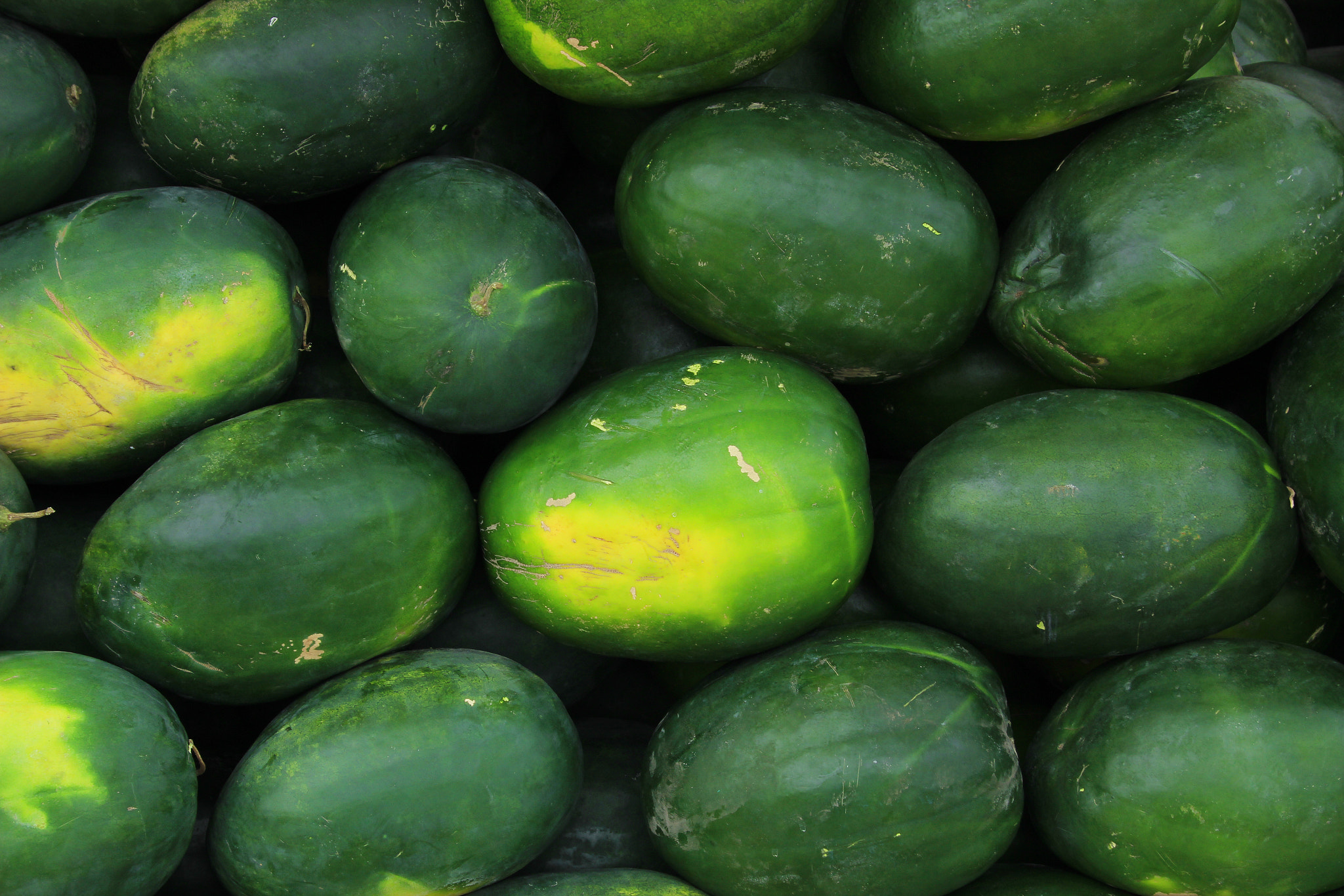 Canon EF-S 18-55mm F3.5-5.6 sample photo. Watermelons photography