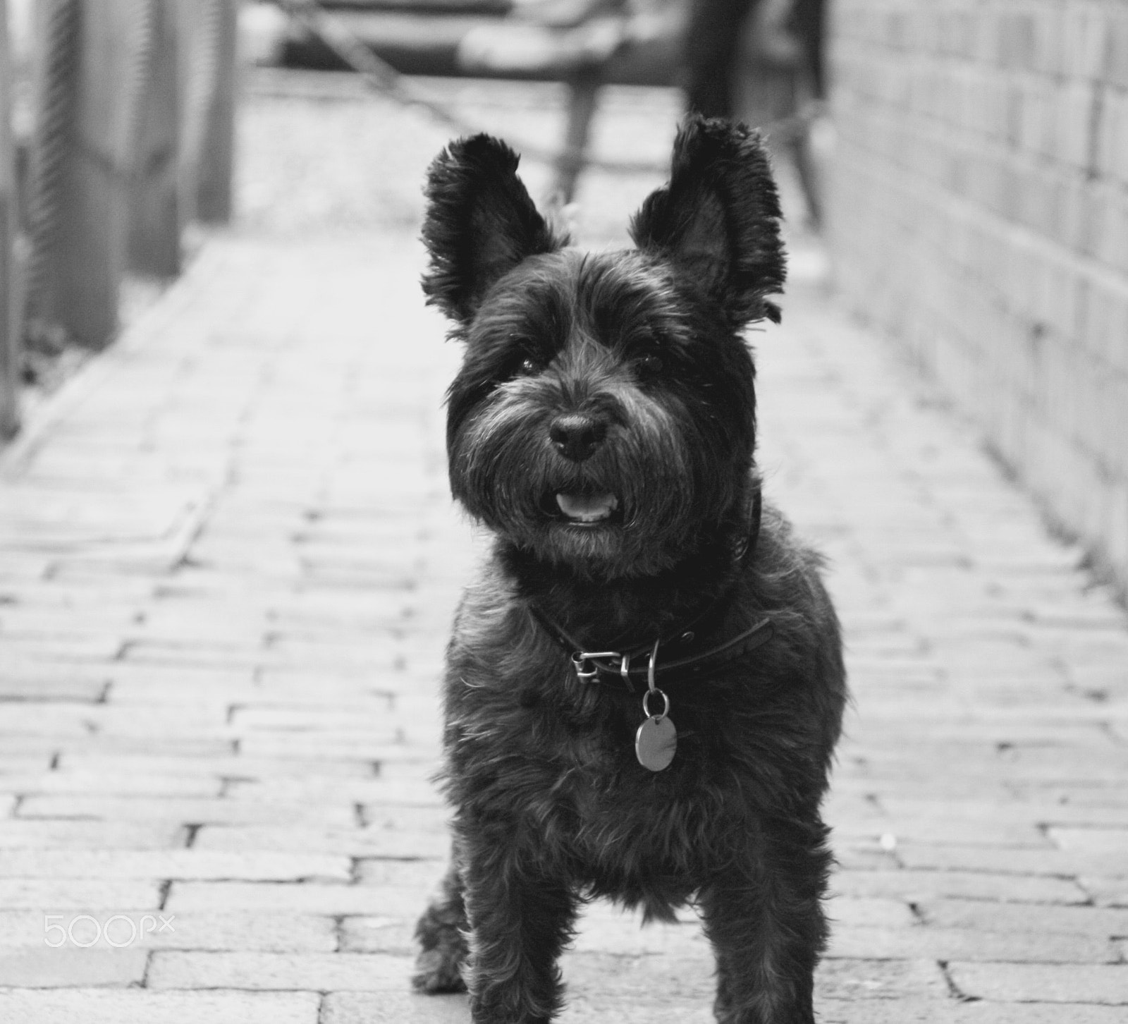 Canon EOS 1000D (EOS Digital Rebel XS / EOS Kiss F) sample photo. Cairn terrier love photography