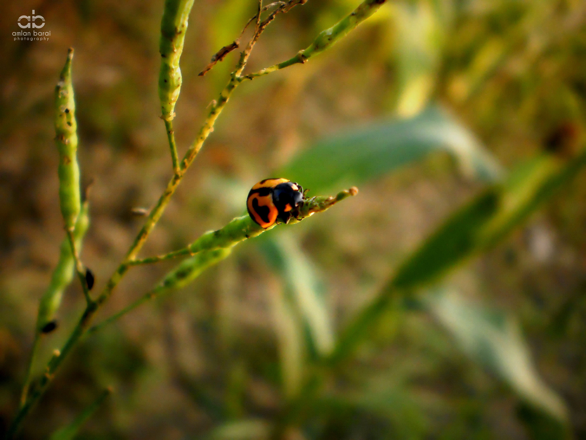Olympus T105,T100,X36 sample photo. Ladybug photography