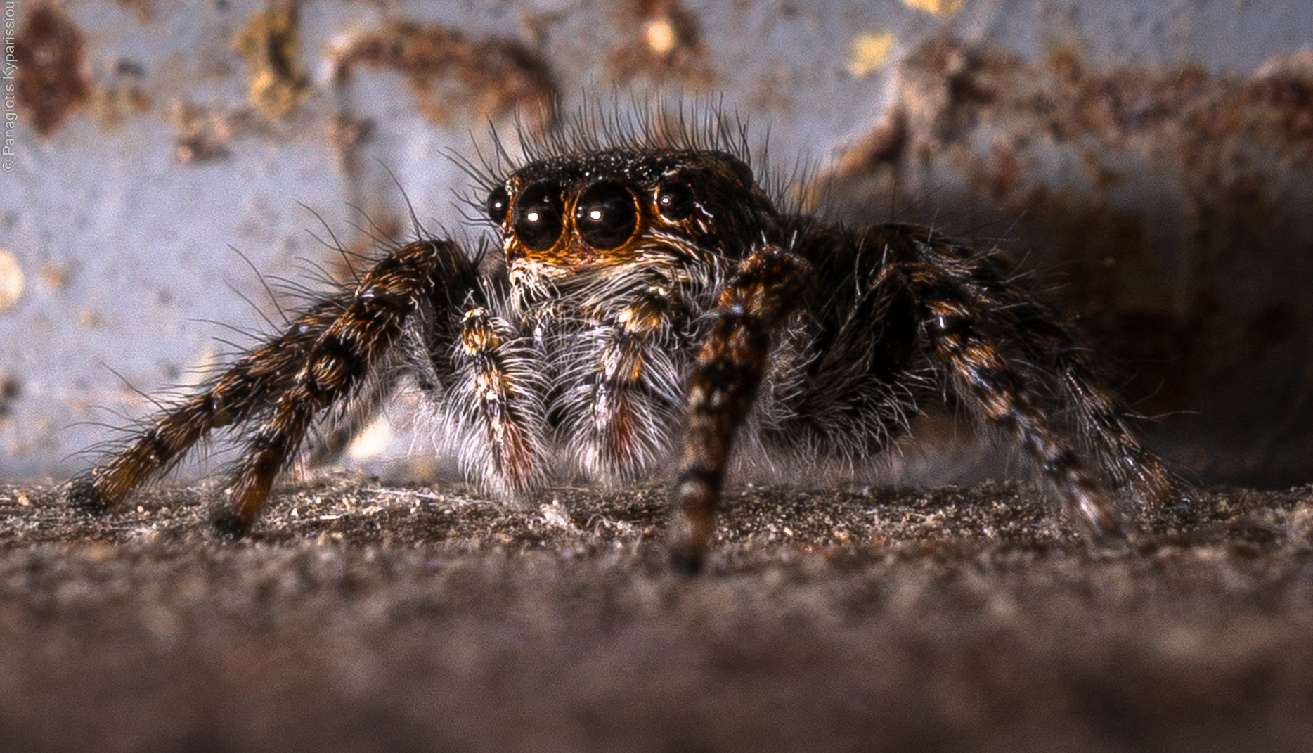 Sony Alpha NEX-6 + Sony E 30mm F3.5 Macro sample photo. Spider photography