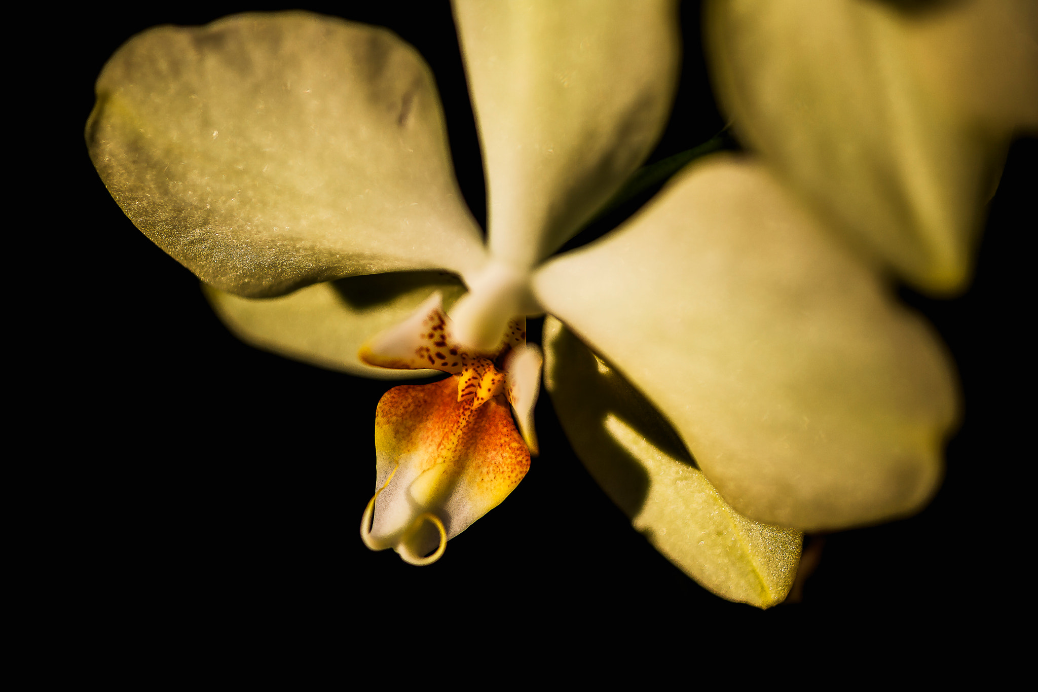 Canon EOS 5D + Canon EF 50mm F2.5 Macro sample photo. Orchid photography