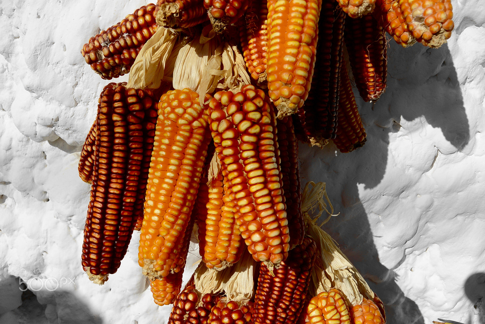 Nikon 1 S1 sample photo. Red corn iii photography