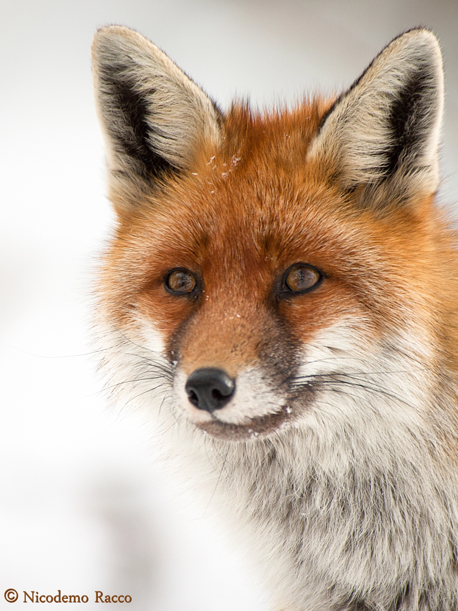 Nikon D50 sample photo. Fox close up photography