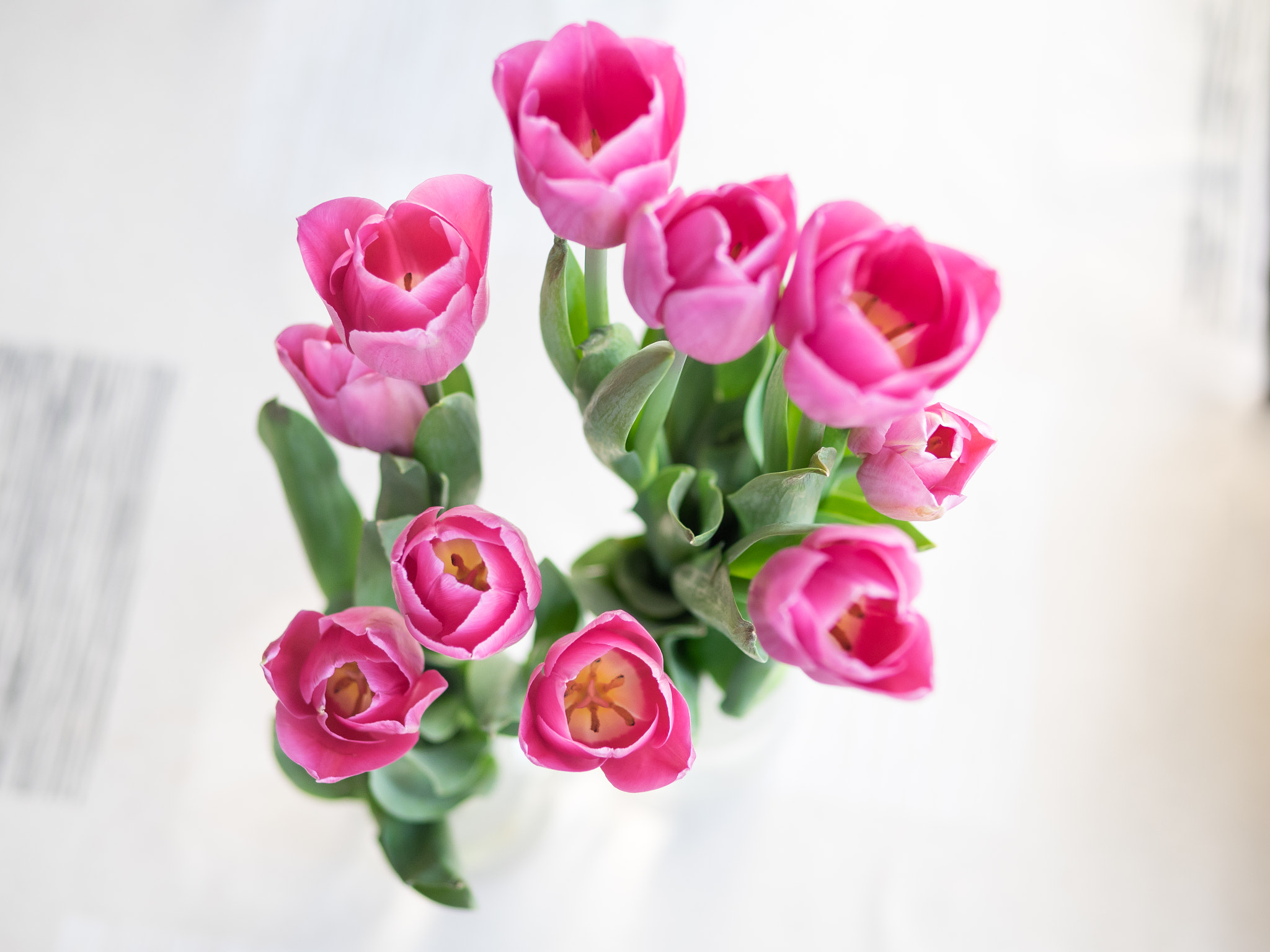 Olympus OM-D E-M1 + Panasonic Leica DG Summilux 25mm F1.4 II ASPH sample photo. Tulips for her photography