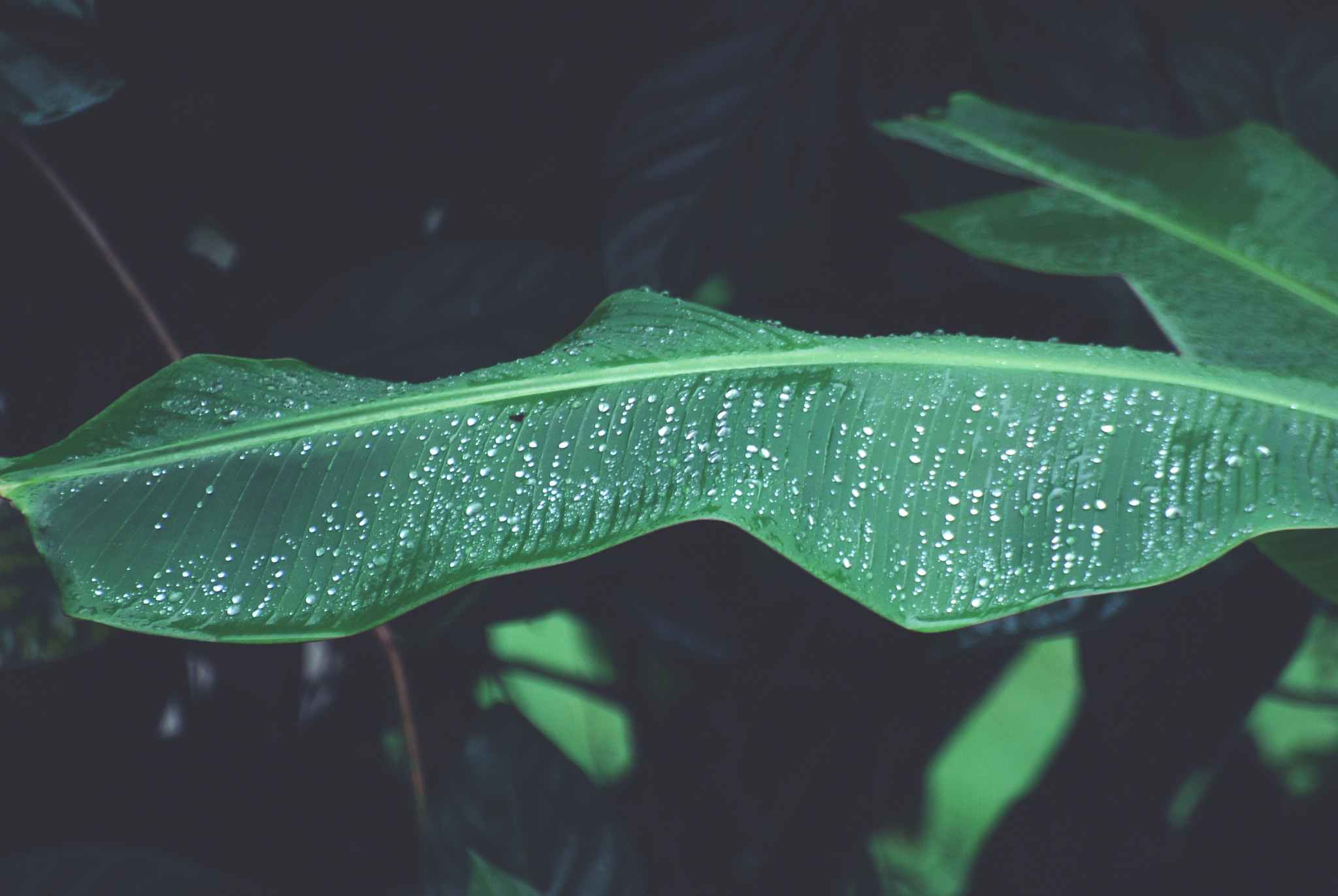 Nikon D40X sample photo. Green photography