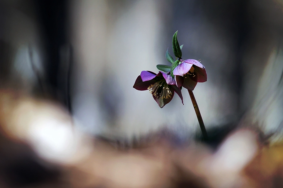 Canon EOS 60D + Canon EF 200mm F2.8L II USM sample photo. Together photography