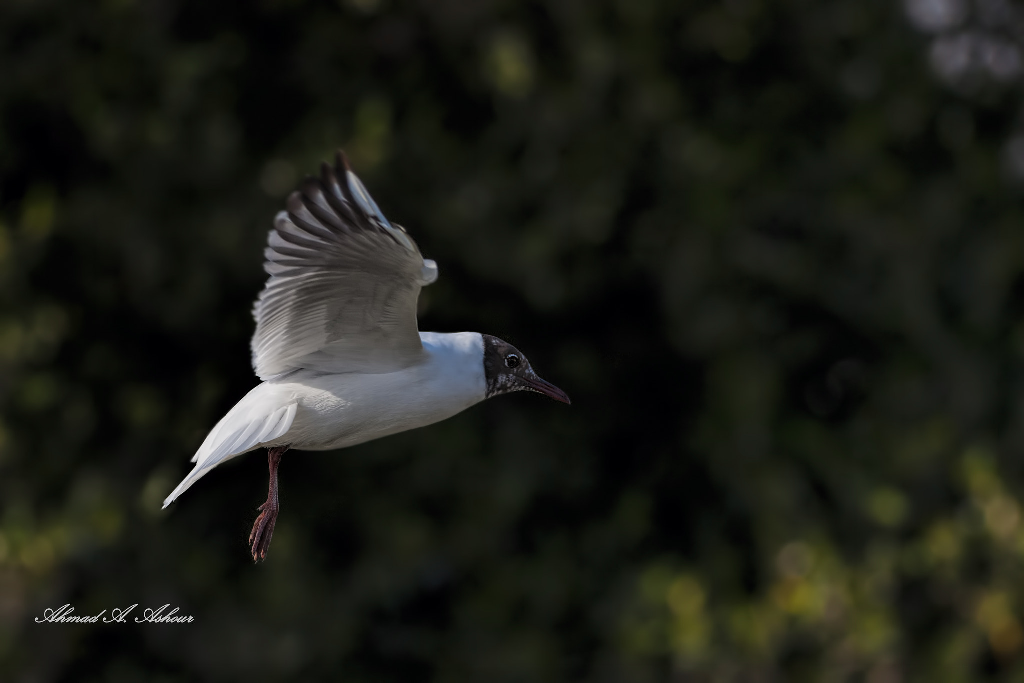 Nikon D3X sample photo. Flying alone photography