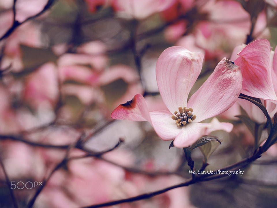 Panasonic Leica DG Macro-Elmarit 45mm F2.8 ASPH OIS sample photo. Dogwoods 23 photography
