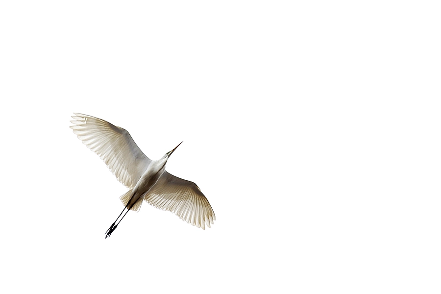 Canon EOS 60D + Canon EF 200mm F2.8L II USM sample photo. Fly photography