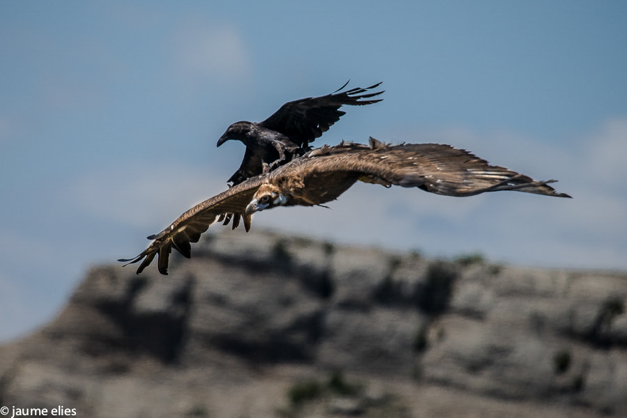 Canon EF 100-400mm F4.5-5.6L IS USM sample photo. Volto negre i corb photography