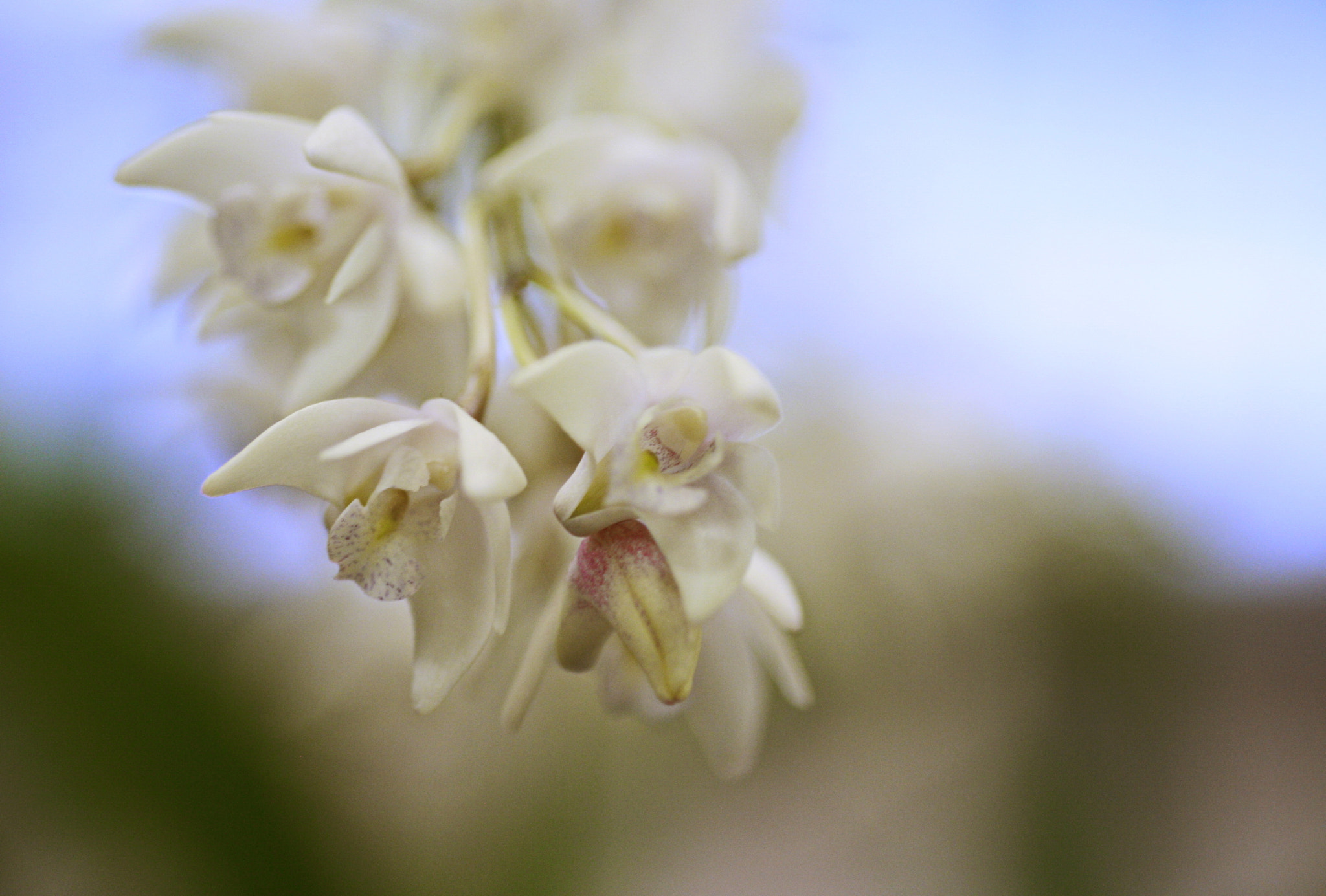 Sigma 50mm f/1.4 EX DG HSM + 1.4x sample photo. Dendrobium delicatum (f.m.bailey) photography