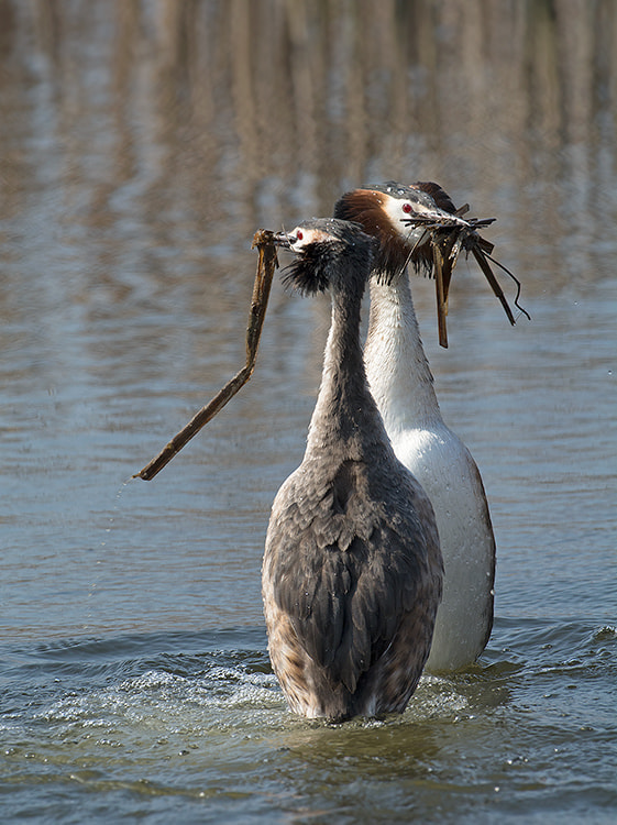 Nikon AF-S Nikkor 500mm F4D ED-IF II sample photo. Different kind of birds. photography