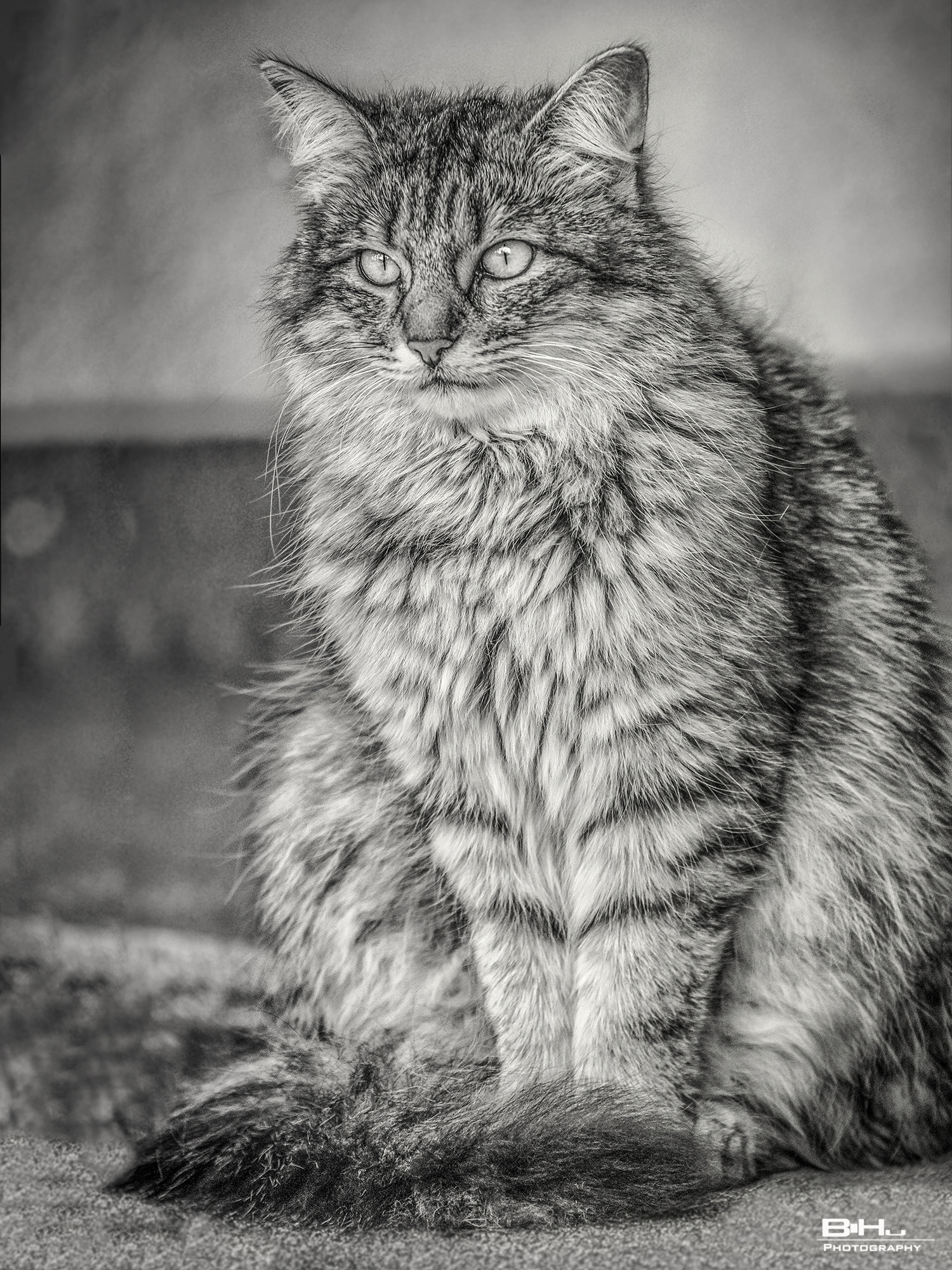 Sigma 30mm F1.4 EX DC HSM sample photo. Madam lilly photography