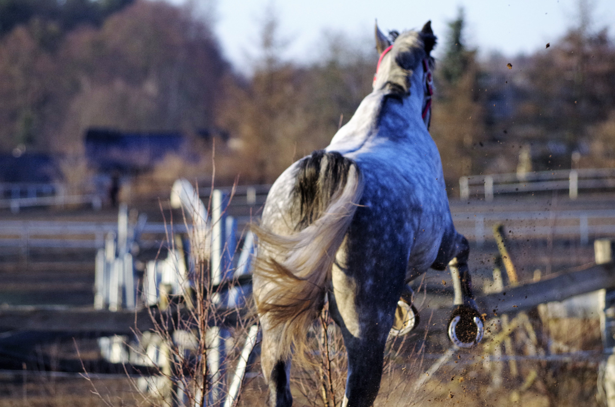 smc PENTAX-DA L 55-300mm F4-5.8 ED sample photo. Jumping over bush photography