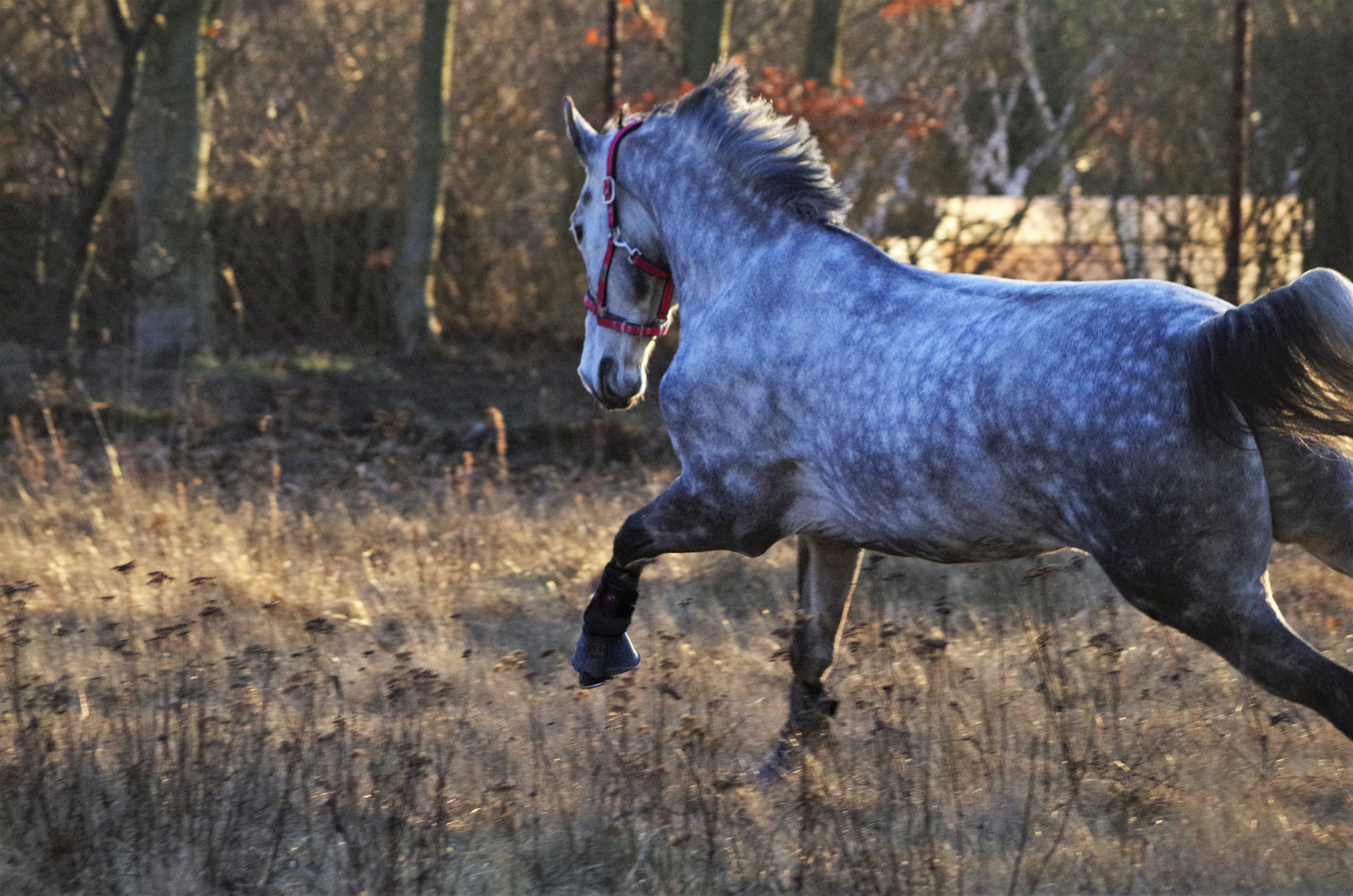 smc PENTAX-DA L 55-300mm F4-5.8 ED sample photo. Freedom photography