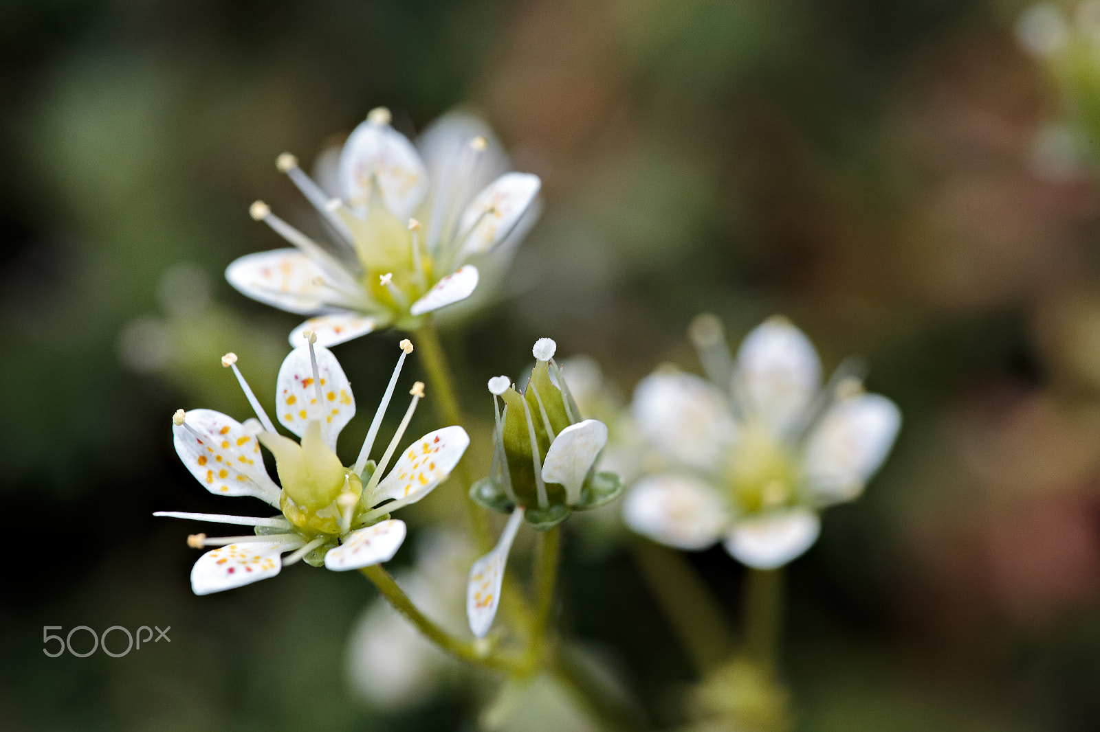 Canon EF 180mm F3.5L Macro USM sample photo. Saxifraga bronchialis photography