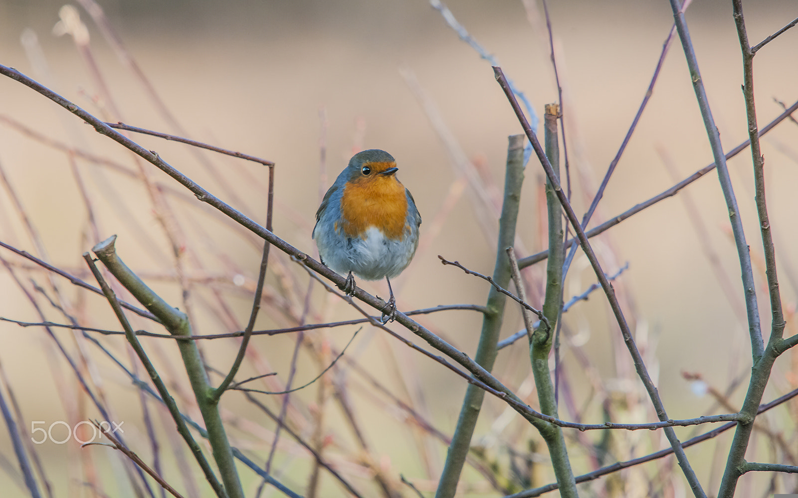 Pentax K20D + Sigma sample photo. Robin photography
