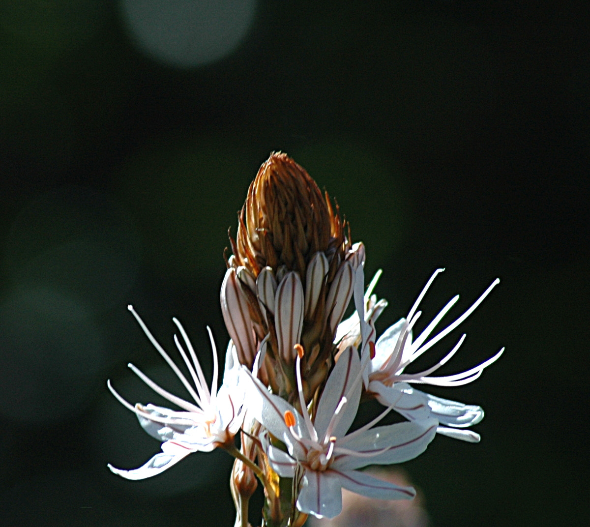 Nikon AF Nikkor 70-300mm F4-5.6G sample photo. # photography