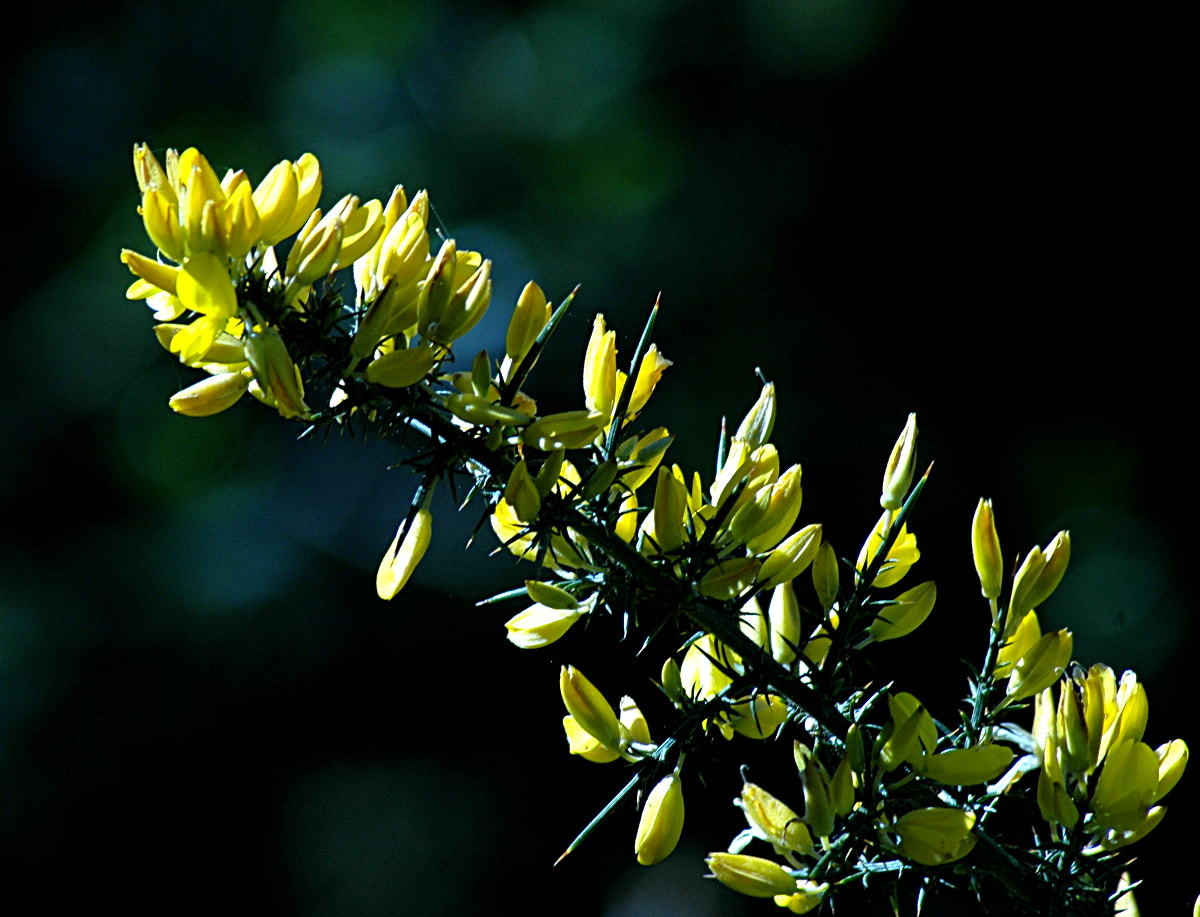 Nikon AF Nikkor 70-300mm F4-5.6G sample photo. # photography