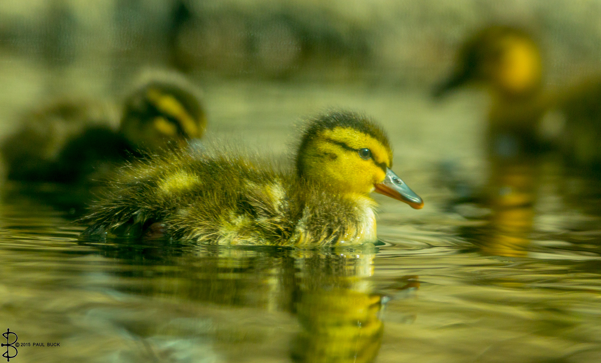 Canon EOS 650D (EOS Rebel T4i / EOS Kiss X6i) + Tamron SP 150-600mm F5-6.3 Di VC USD sample photo. Duckling on pond photography