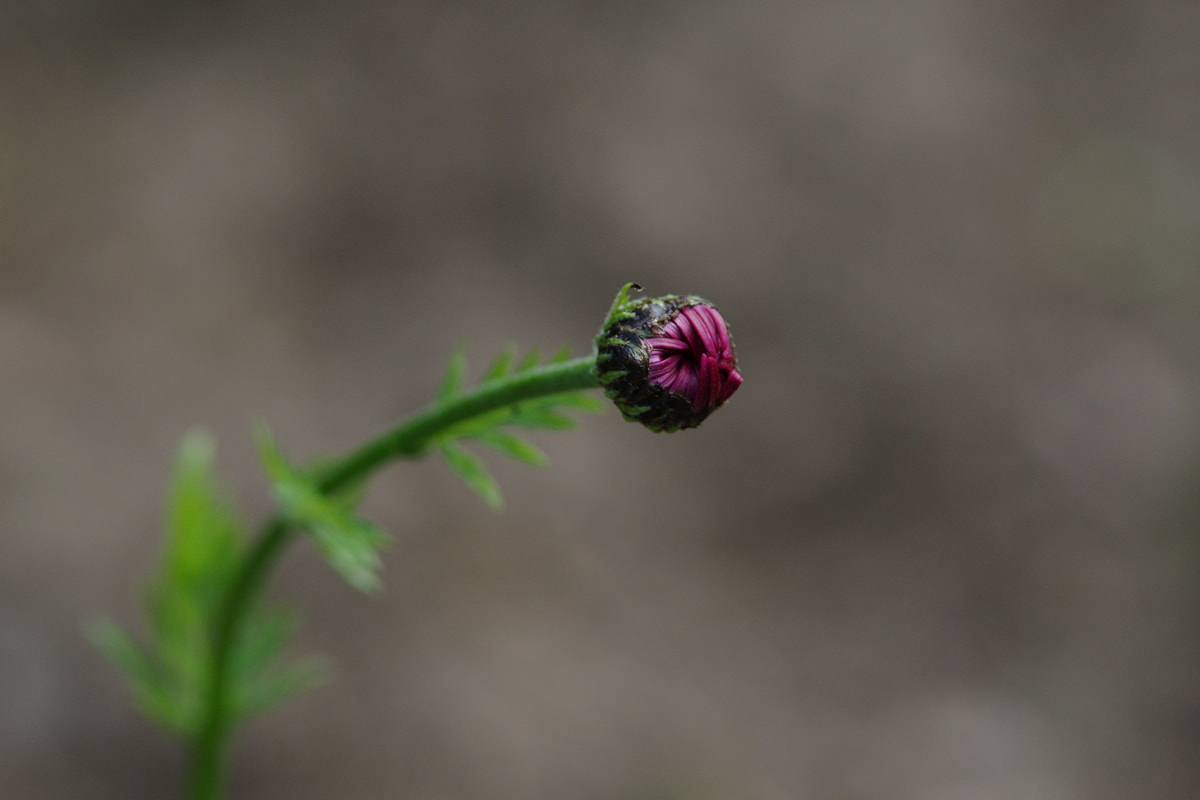 Pentax K-3 II sample photo. Web photography