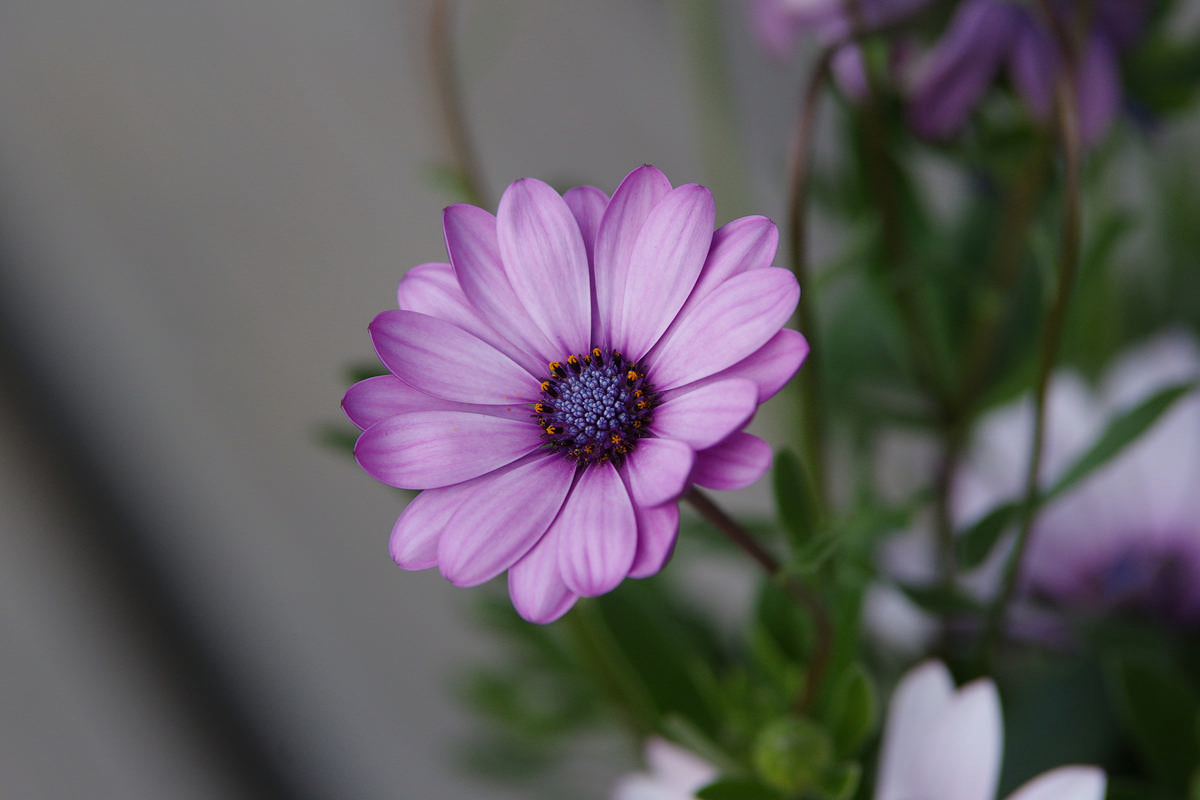 Pentax K-3 II sample photo. Web photography