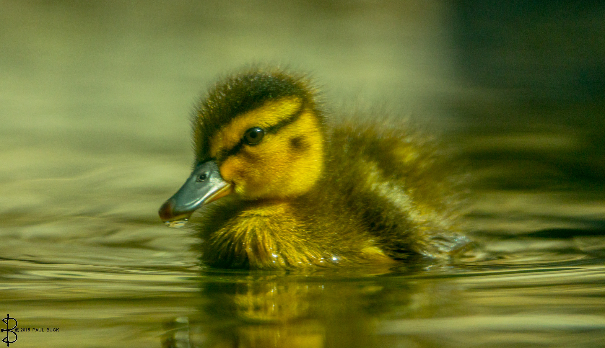 Canon EOS 650D (EOS Rebel T4i / EOS Kiss X6i) + Tamron SP 150-600mm F5-6.3 Di VC USD sample photo. Duckling with water drop photography