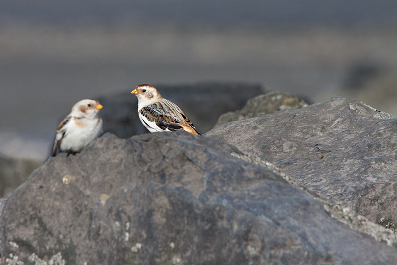 Canon EF 100-400mm F4.5-5.6L IS USM sample photo. Snow buntings photography